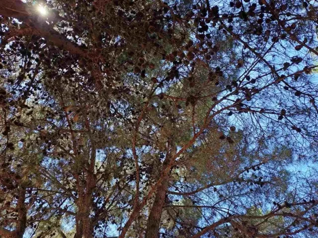 Letovanje u Fažani - Borova šuma, pogled u nebo kroz krošnju bora sa šišarkama.
